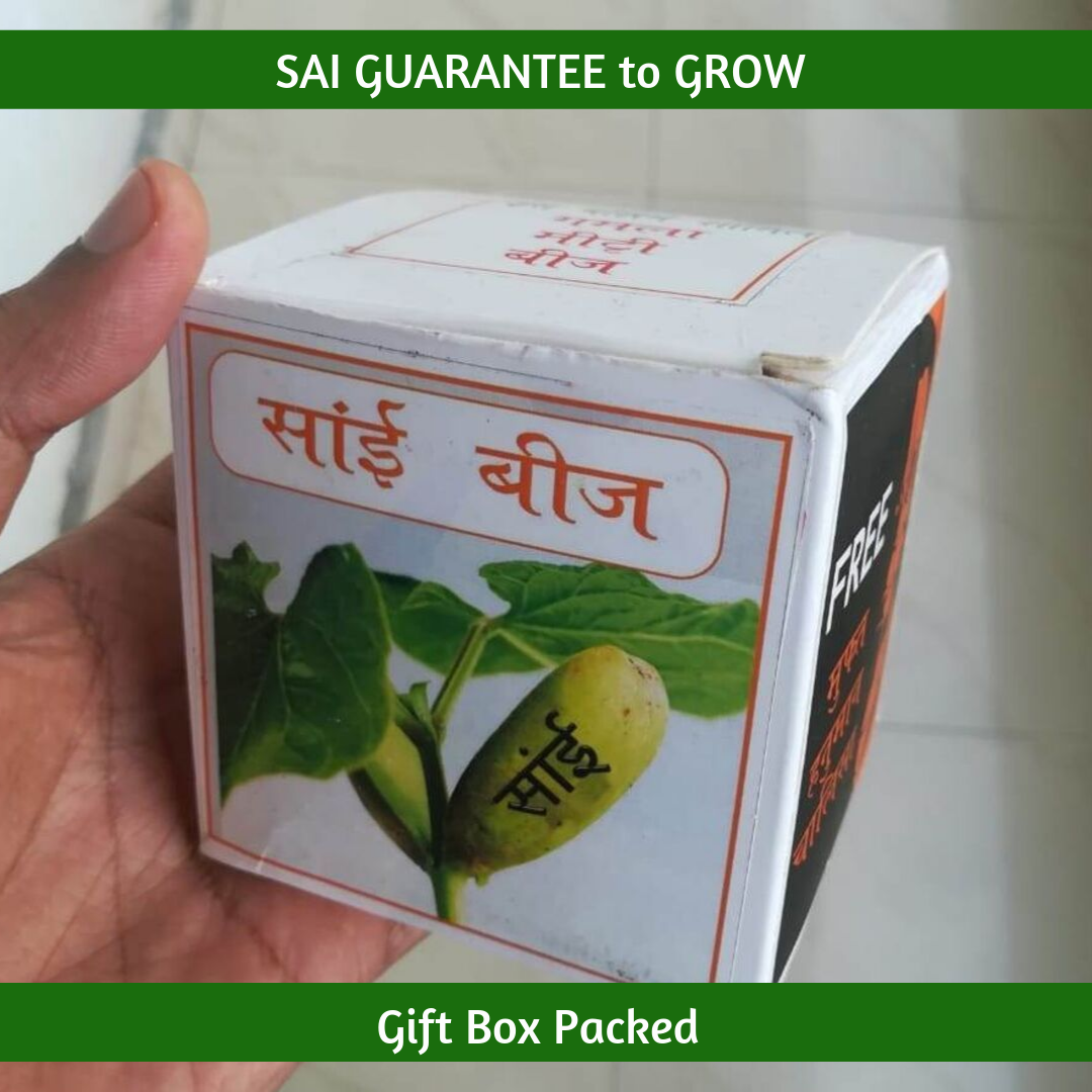 Sai Beej Growing Kit - साईं बीज - 1 Set