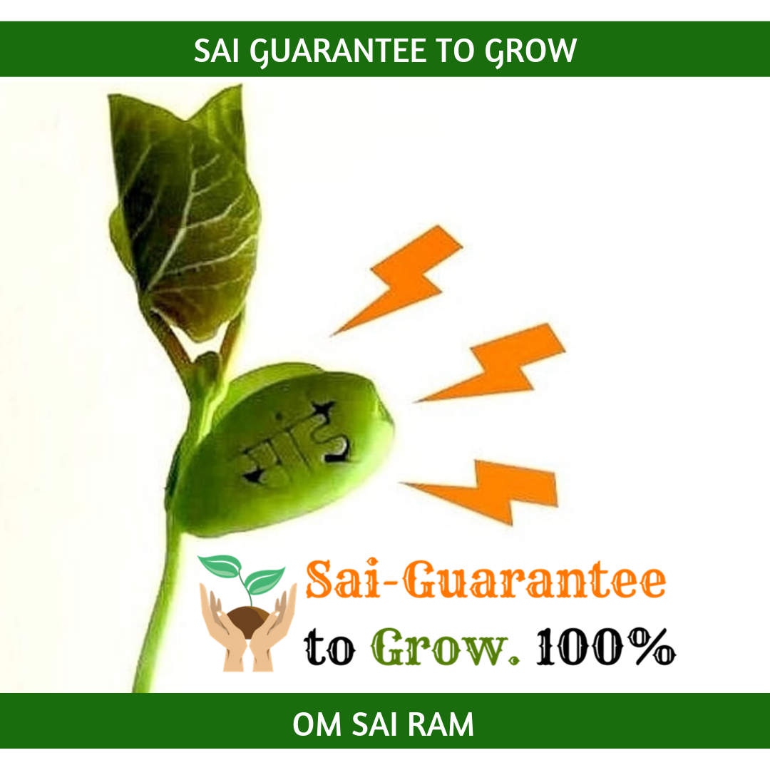 Sai Beej Growing Kit - साईं बीज - 1 Set